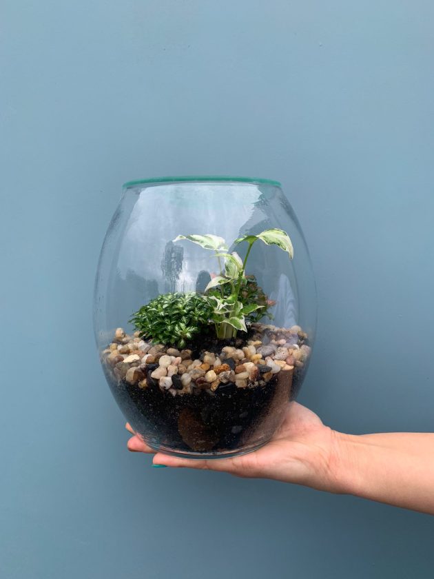 Forest Life Terrarium - Image 2