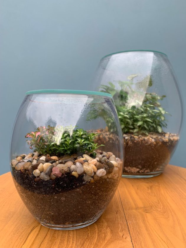 Forest Life Terrarium - Image 3
