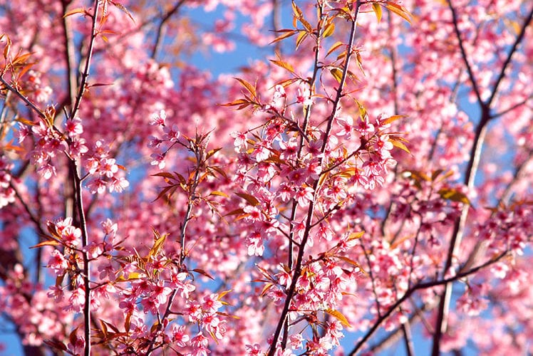 Spring Blooms by Petal & Leaves
