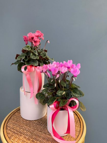 Potted Cyclamen