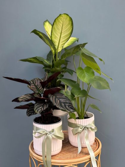 Verdant Haven